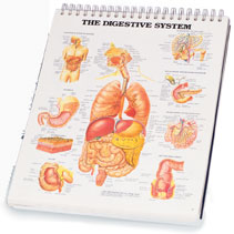 Anatomical Charts 11
