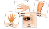 Bilingual Jumbo Flash Cards