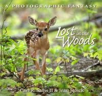 Lost in the Woods