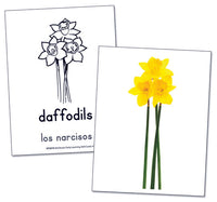 Early Learning Skills Cards Bilingual