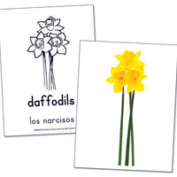 Early Learning Skills Cards Bilingual