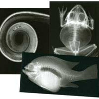 Animal X-Rays Set of 13