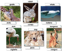 Photo Language Cards
