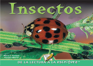 Insectos Big Book