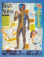 Your Brain and Nerves Laminated Chart