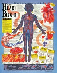 Your Heart and Blood Laminated Chart