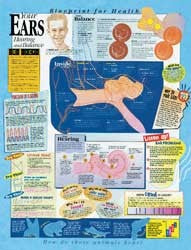 Your Ears Laminated Chart | National School Products