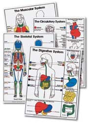 Anatomy Charts (4) Laminated 4-6