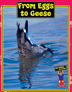 From Eggs to Geese English Big Book