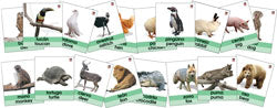 Animal Bilingual Jumbo Flash Card