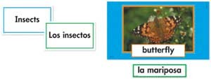Insects Bilingual Mini-Bulletin Board (English/Spa