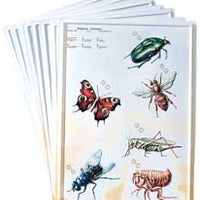 3-D Zoology Charts Invertebrates