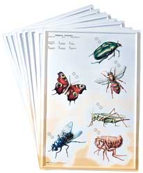 3-D Zoology Charts Invertebrates