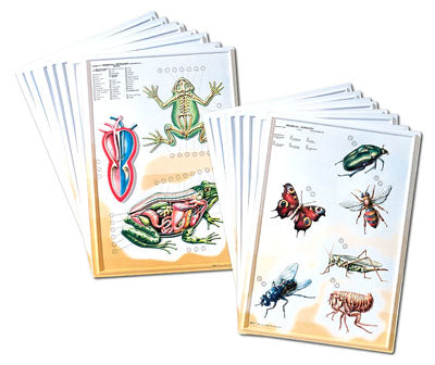 3-D Zoology Charts Set