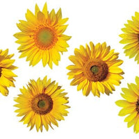 Sunflower Mini Bulletin Board Accents