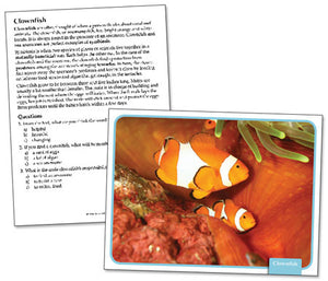 Ocean Life Reading Comprehension Science Cards