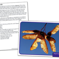 Plants Reading Comprehension Science Cards