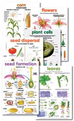 Botany Posters Laminated (10)