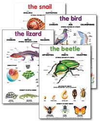 Zoology Posters