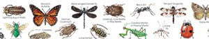 Insects Bulletin Board Trimmer