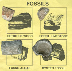 Fossils of the Past Packet