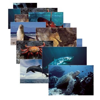 Sea Life Poster Set (10) Laminated