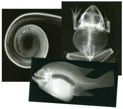 Animal X-Rays Set of 13