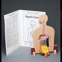 Digestion Model