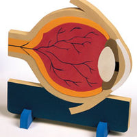 Eye Anatomy Model