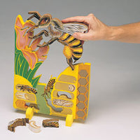 Life Cycle of a Bee Foam Puzzle/Model
