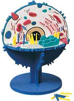 3-D Animals Cell Model