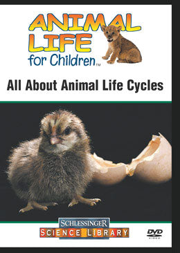 All About Animal Life Cycles DVD